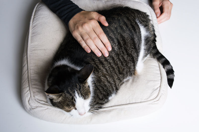 Anleitung - Eine Katze streicheln / How to pet a cat
