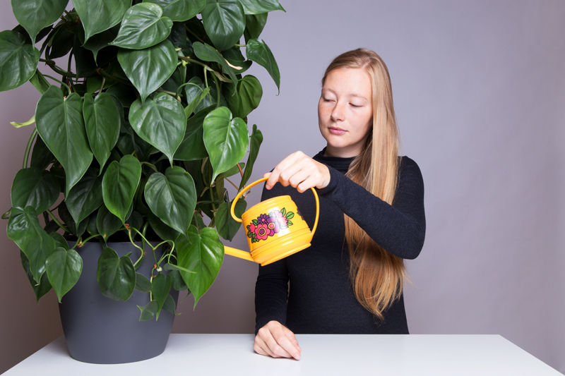 Anleitung - Eine Pflanze gießen - How to water a plant