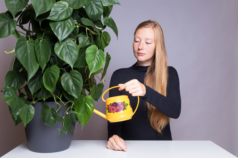 Anleitung - Eine Pflanze gießen - How to water a plant