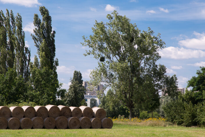 Joerg Lipskoch - Halle-Neustadt